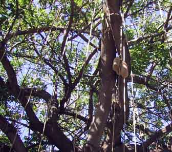 potato tree?